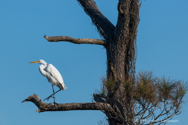 Great Egret on a Great Ole Tree