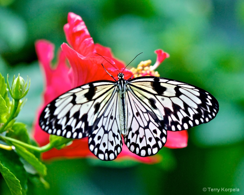 Butterfly - ID: 13577664 © Terry Korpela
