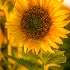 © Bonnie L. Smith PhotoID # 13578003: Sunflower