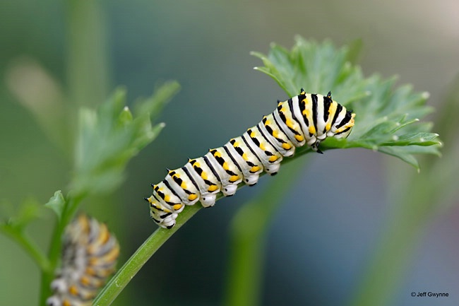 Black Swallowtail Caterpillar - ID: 13578026 © Jeff Gwynne