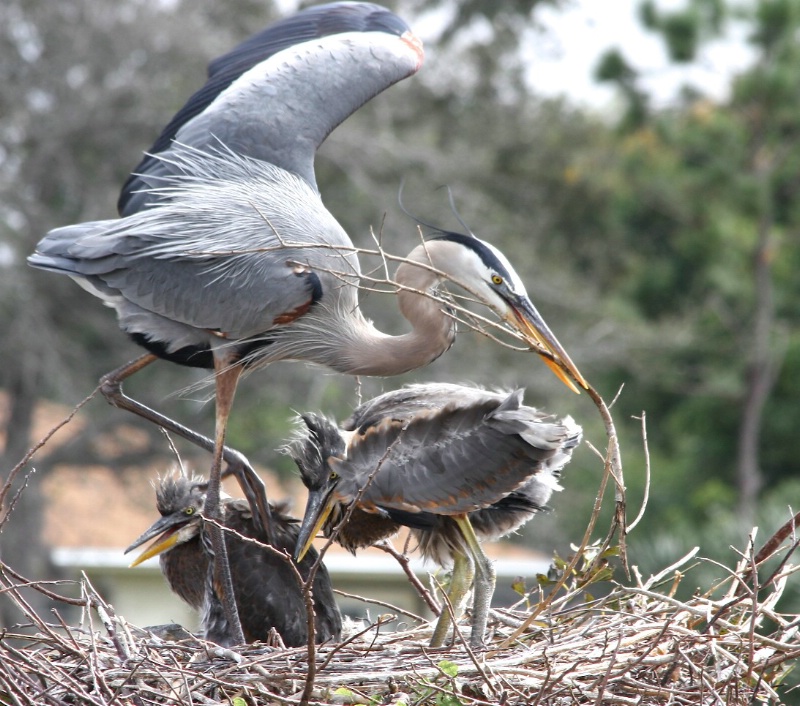 Heron Family