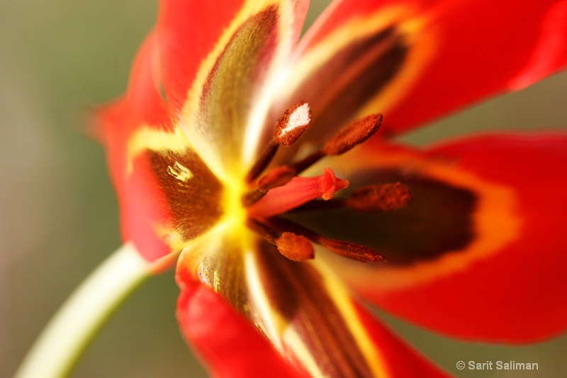 Close up of yellow and red tulip