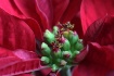 In The Red