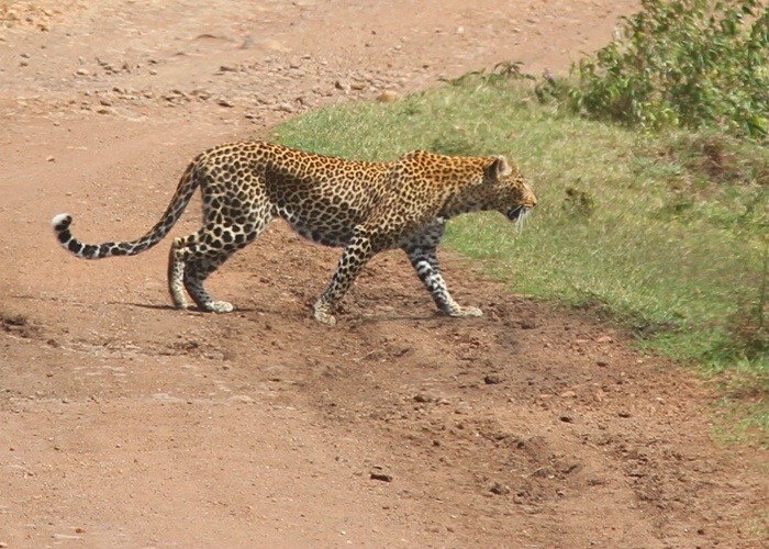 The Elusive Leopard 