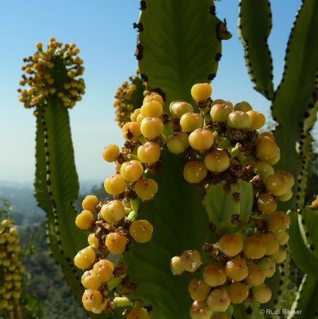 California Cacti