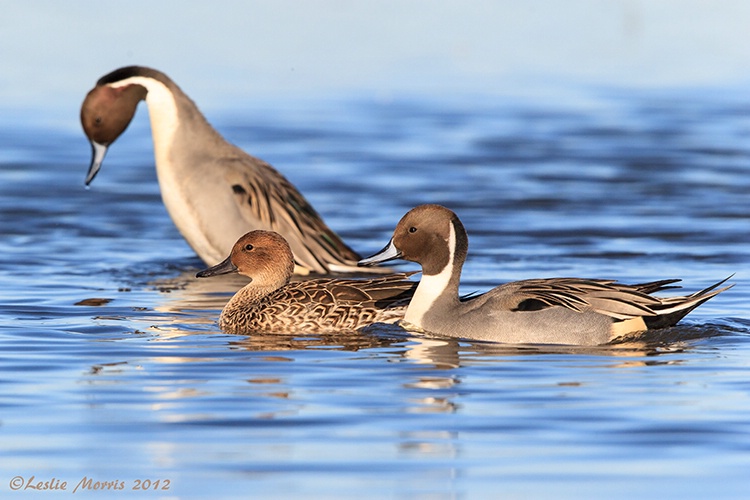 Northern Pintail Duck Courtship