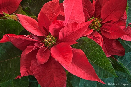 ~POINSETTIA~