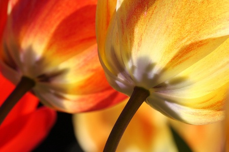 Tulips duet