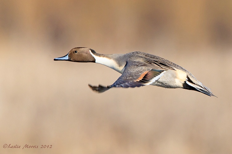 Northern Pintail Duck in Flight - ID: 13580376 © Leslie J. Morris