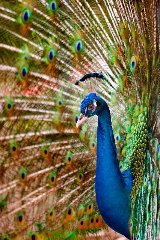 close up colorful male peacock
