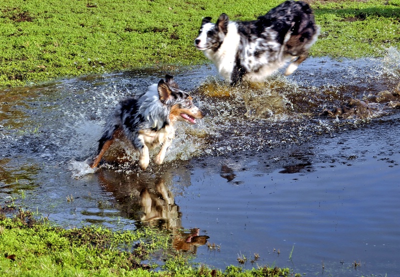 Puppy Pond Joy