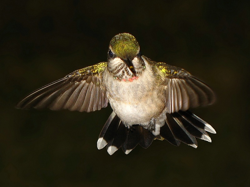 Hovering Hummingbird