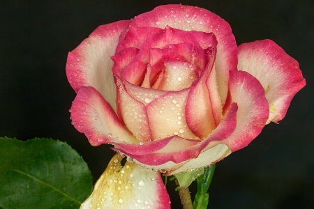 Drenched Rose