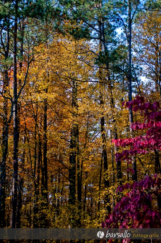 Fall colors 13