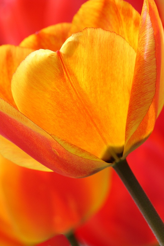 Flamed tulips