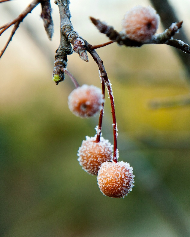 Frost Berries