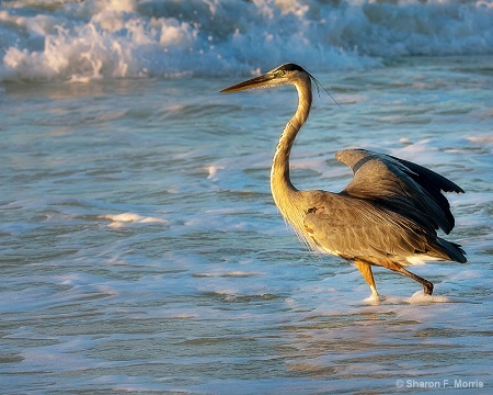 Great Blue Heron