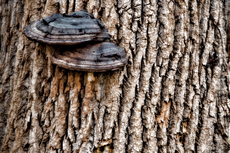 Fungi on Bark