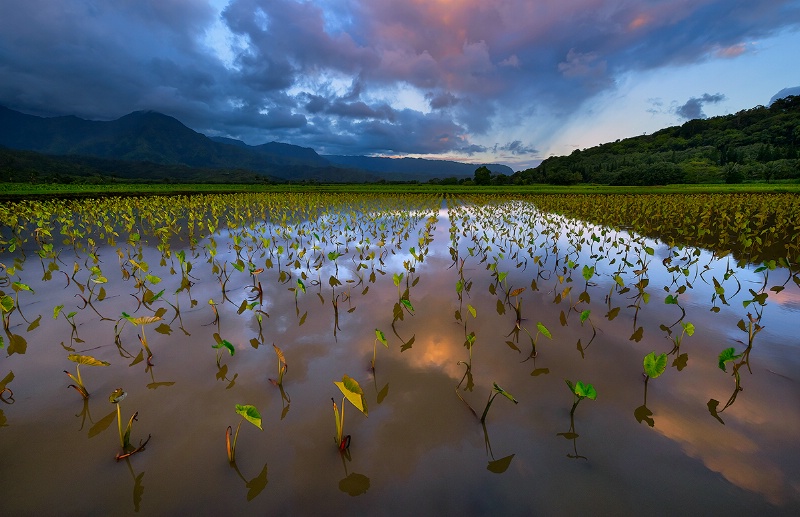 Taro Field Reflections