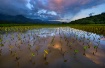 Taro Field Reflec...