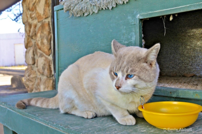 My most recent rescue "Tom Cat" - ID: 13586464 © Emile Abbott