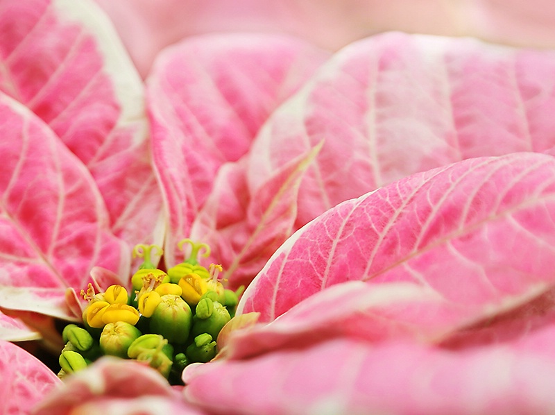 Inside a Pink Poinsettia