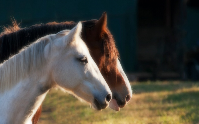 Two Horses III