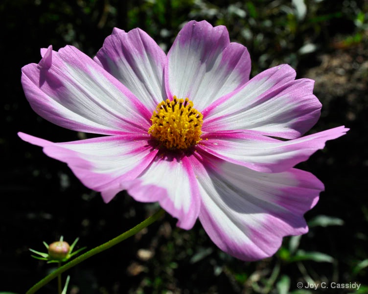 Pink and White Flower