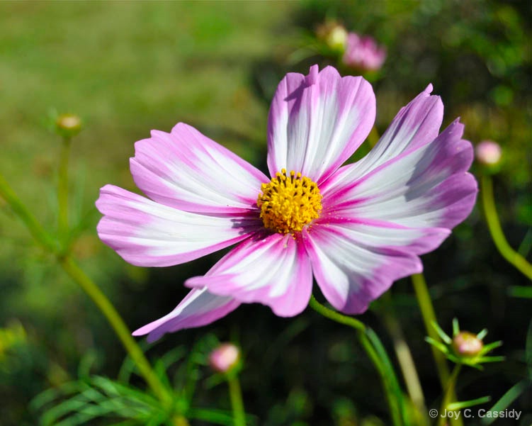 Pink & White Pretty Flower