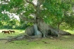 Ceiba Tree in Vie...