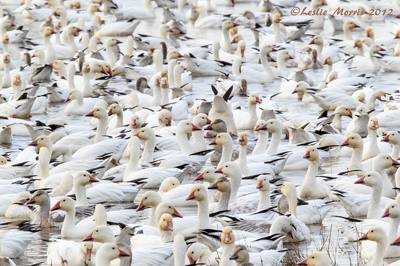 A Few Snow Geese - ID: 13588206 © Leslie J. Morris