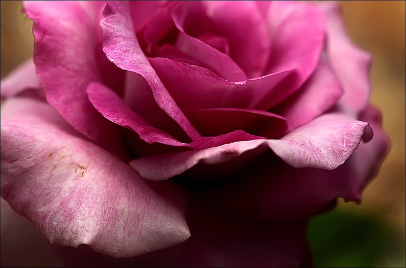 A Stately Rose