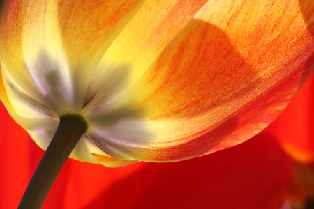 Tulip intimacies
