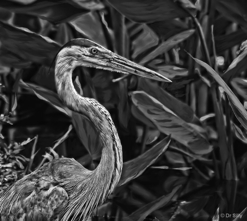 Great Blue B&W