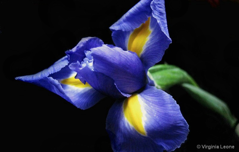 Iris