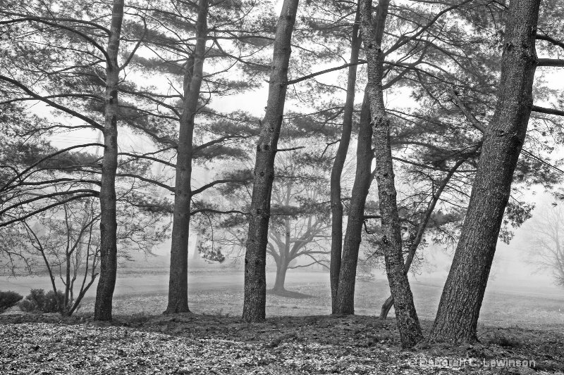 Foggy Morning - ID: 13590139 © Deborah C. Lewinson