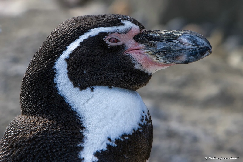 Humboldt Penguin Portrait