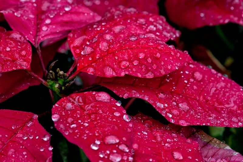 Poinsettia