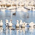 © Leslie J. Morris PhotoID # 13590364: Ross's Geese 