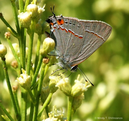 Mariposa - Grey Butterfly