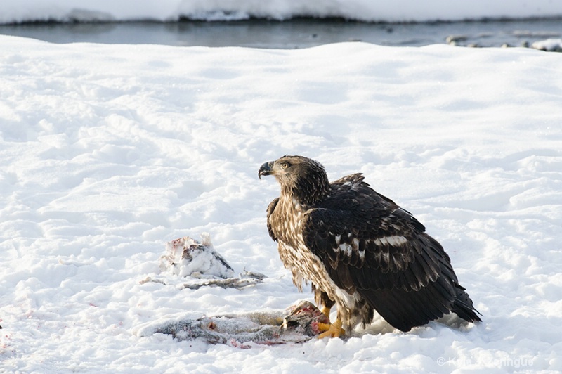 Chlikat Bald Eagle 12 - ID: 13591112 © Kyle Zeringue