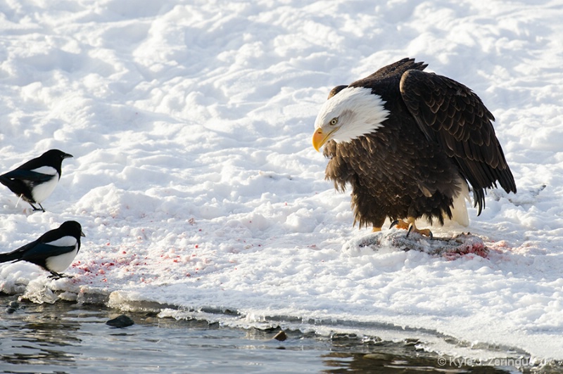 Chlikat Bald Eagle 10 - ID: 13591114 © Kyle Zeringue