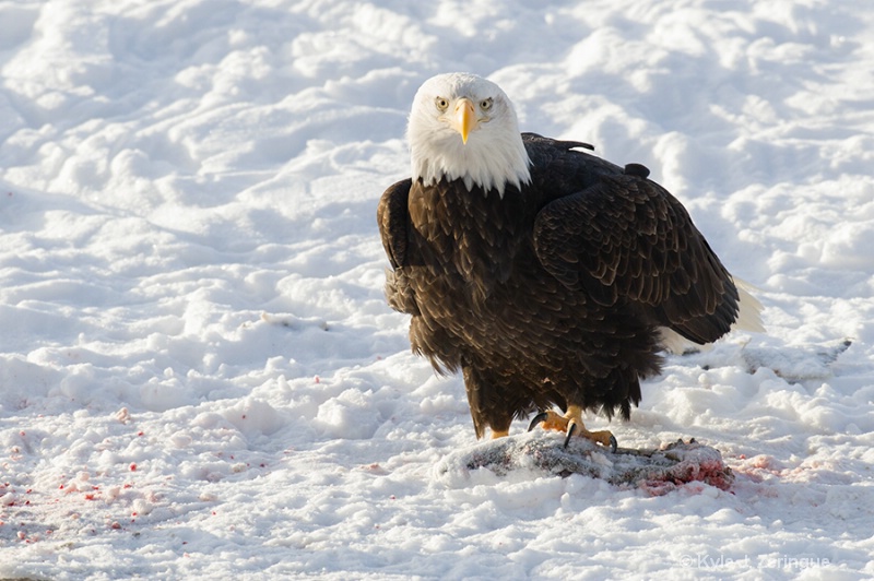 Chlikat Bald Eagle 9 - ID: 13591115 © Kyle Zeringue