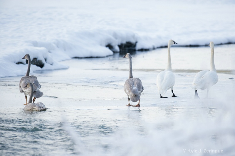 Swans, Chilkat River, Haines, Alaska - ID: 13591117 © Kyle Zeringue