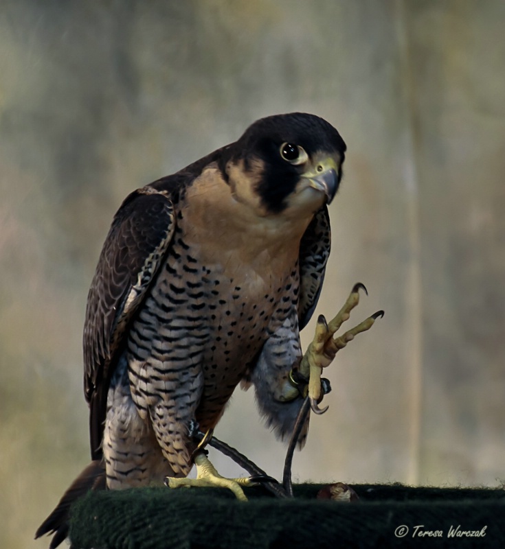 falcon in captivity