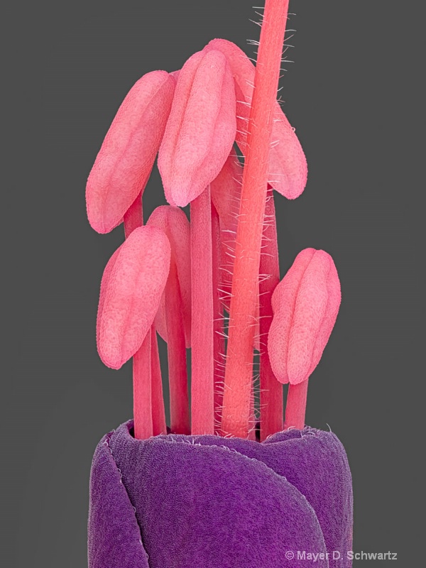 Stamens of <i>Fuschia magellanica</i> - ID: 13591496 © Janet  R. Schwartz