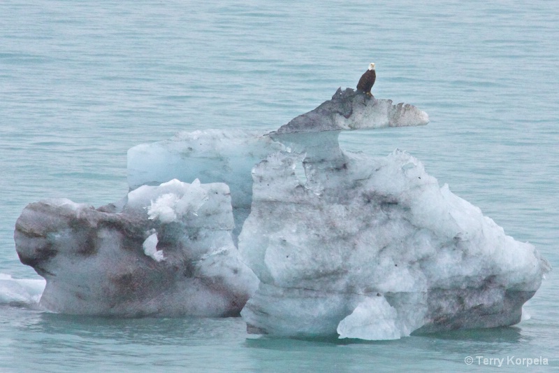 Iceberg or Bald Eagle's town house - ID: 13592159 © Terry Korpela