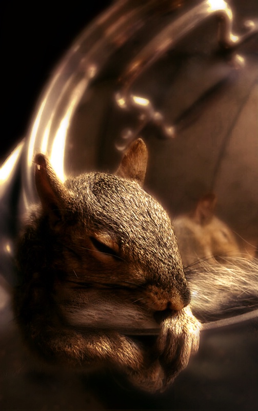 Squirrel In A Pot