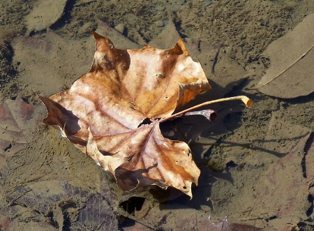 Jazzy Leaf in Muddy Waters