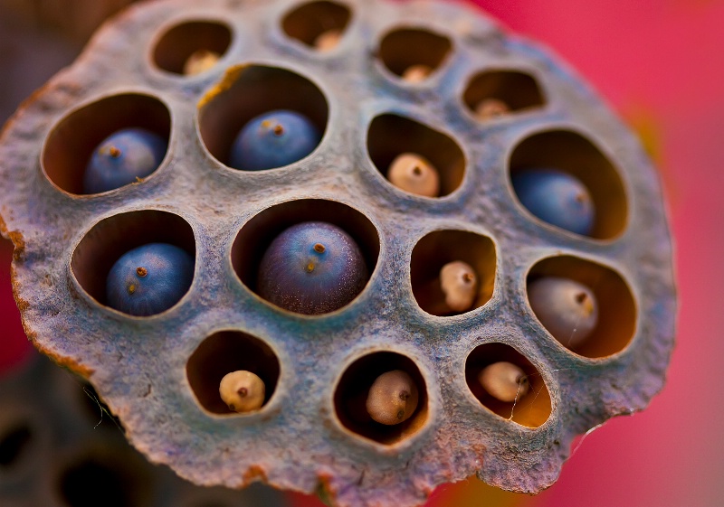 Lotus Pod Study